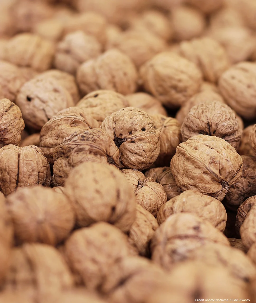 Noyer "Lara" (Juglans regia) - Image 2