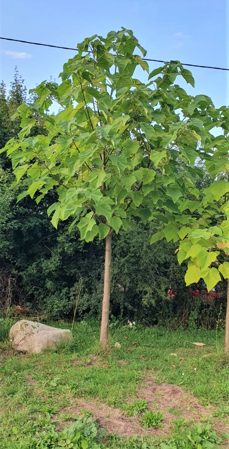 Paulownia "Shantong" - Image 4