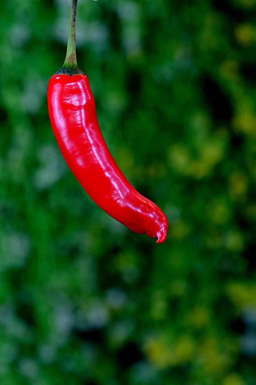 Piment "Sucette de provence" - Image 2