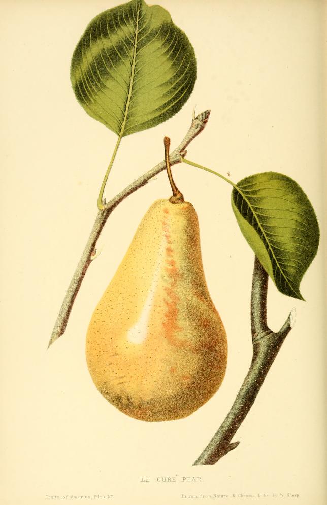 Poirier "Curé" - Image 3