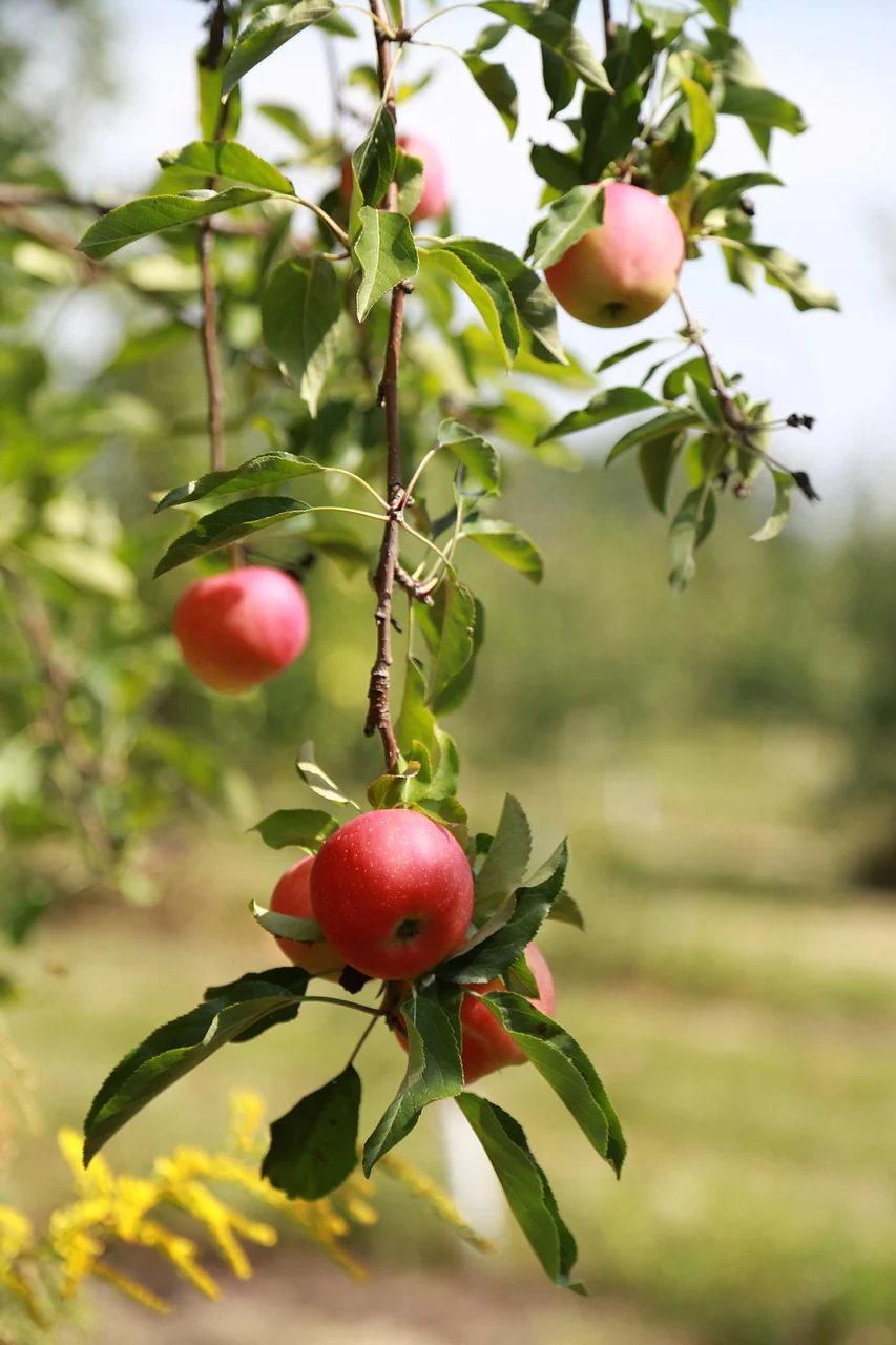 Pommier "Idared"