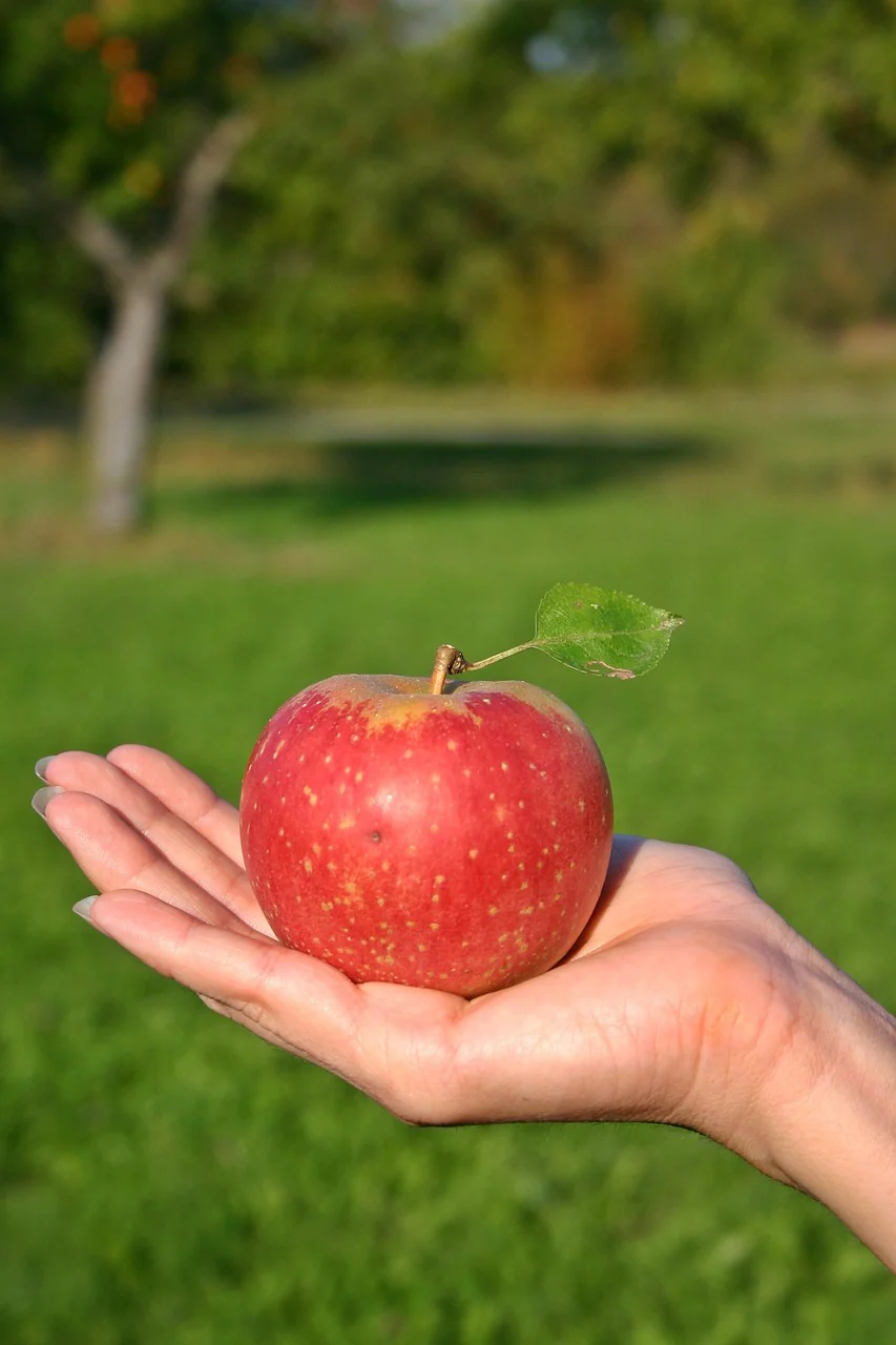 Pommier "Reconsat rouge" (creuse)