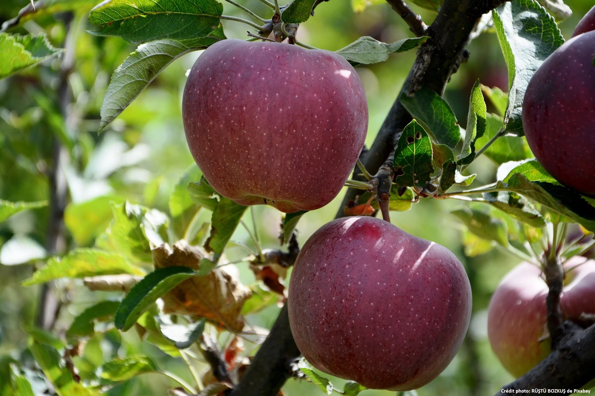 Pommier "Sanguinole" (gréffé sur nanifiant)