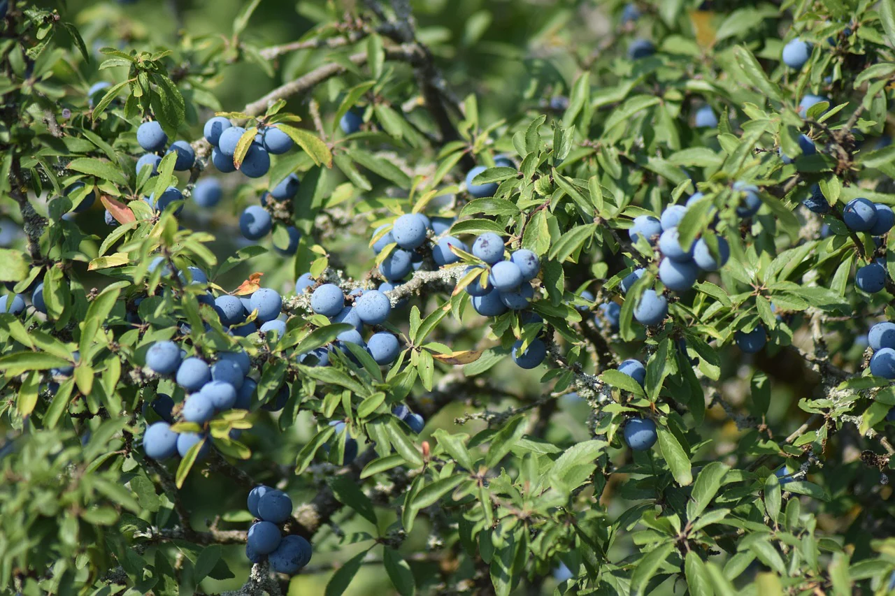 Prunellier (prunus spinosa)