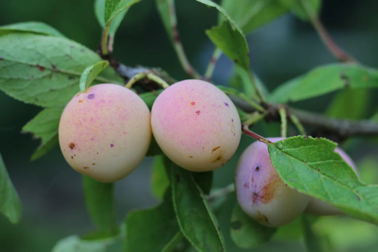 Prunier "Mirabelle géante" (Croisement mirabelle x Reine claude)