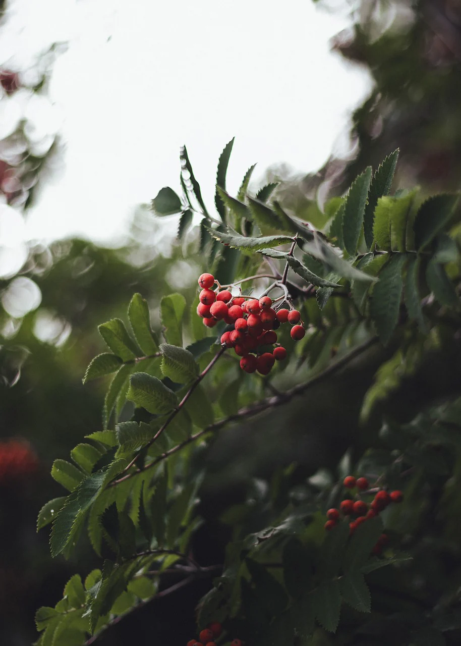 Sorbier des oiseleurs (Sorbus aucuparia)