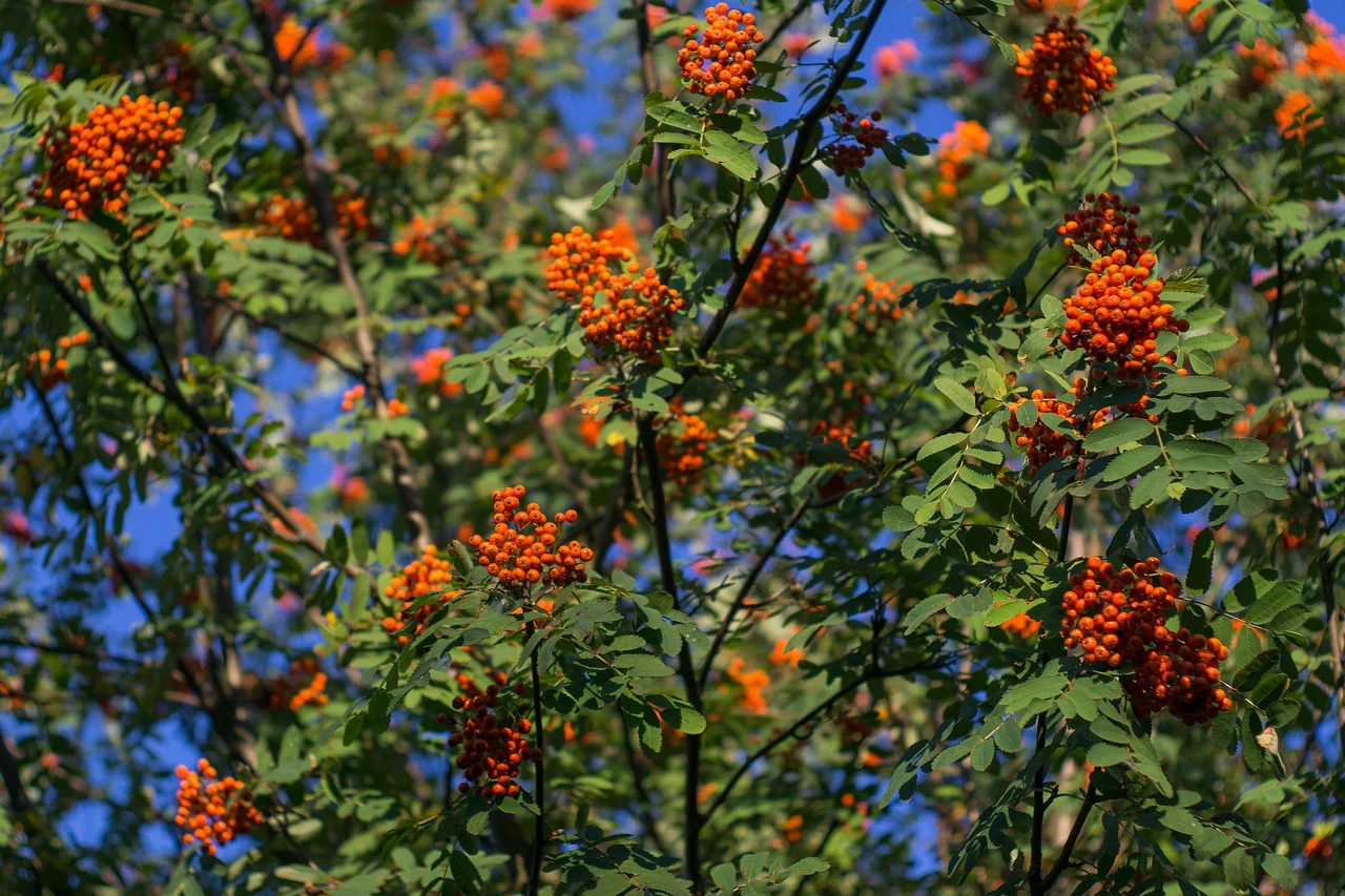 Sorbier des oiseleurs (Sorbus aucuparia) - Image 2