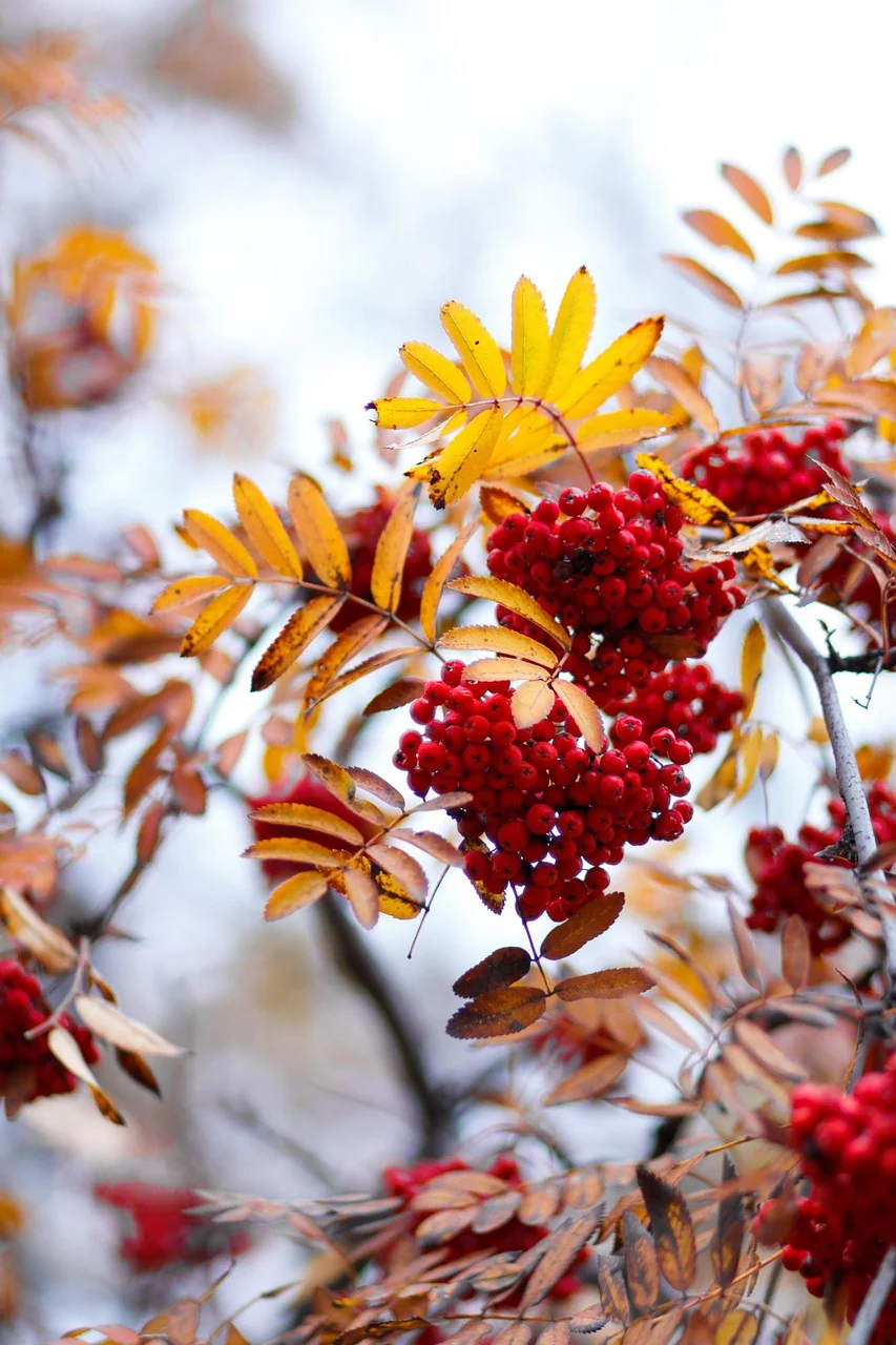 Sorbier des oiseleurs (Sorbus aucuparia) - Image 3
