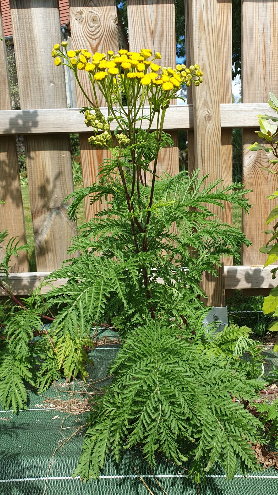 Tanaisie (Tanacetum vulgare) - Image 3