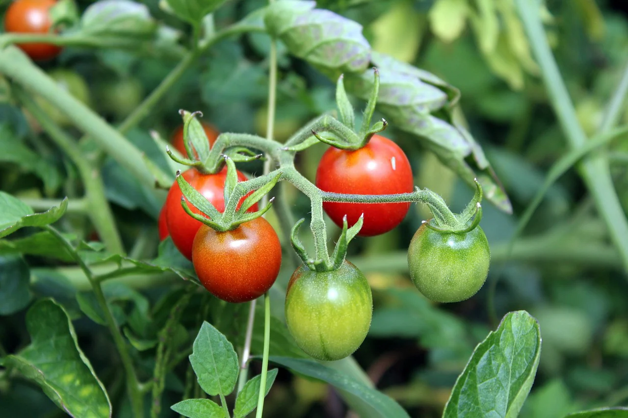 Tomate "Cerise rouge"