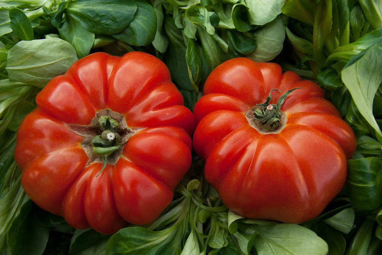 Tomate "marmande"