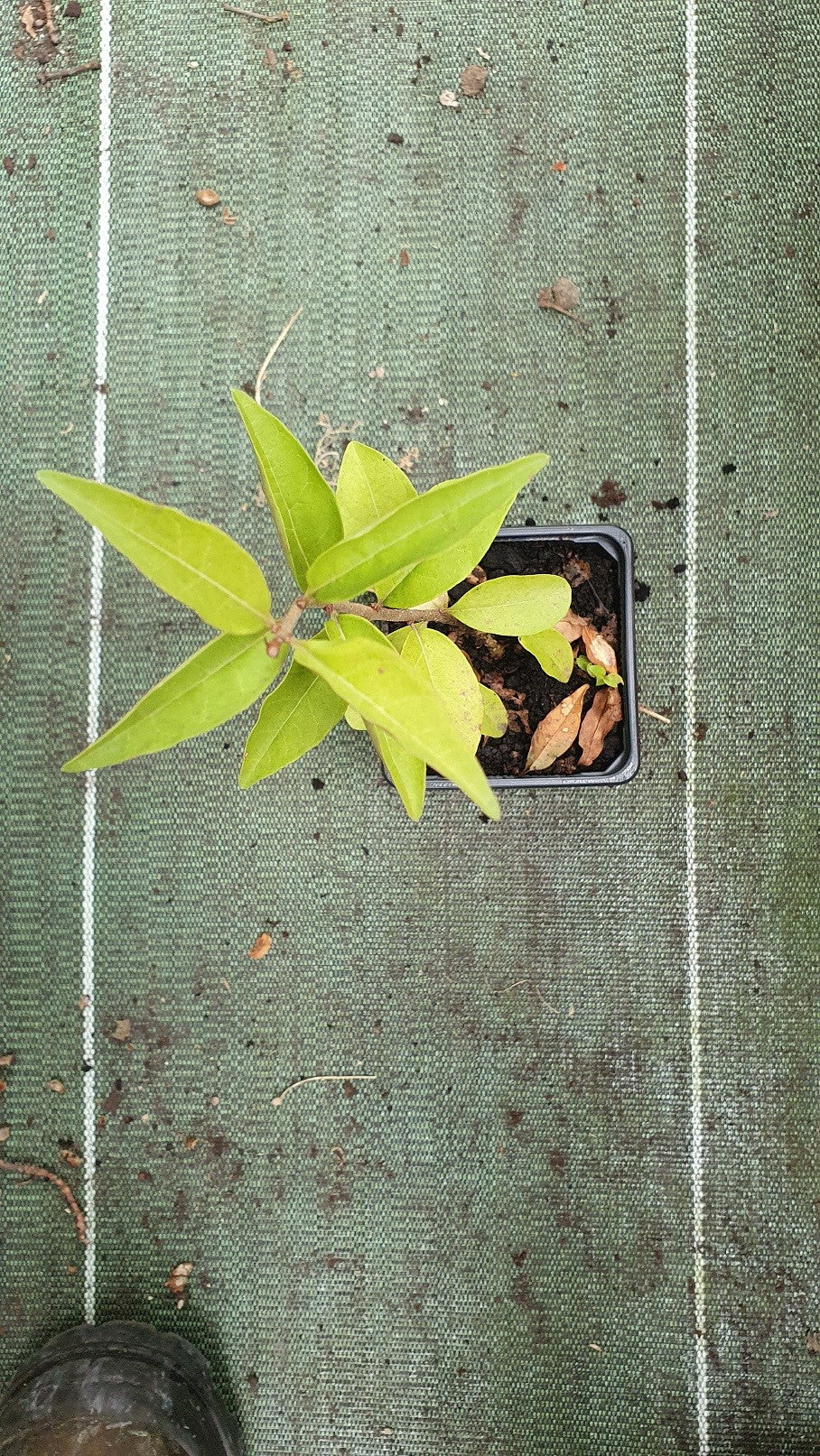 Troène commun (Ligustrum vulgare) - Image 3