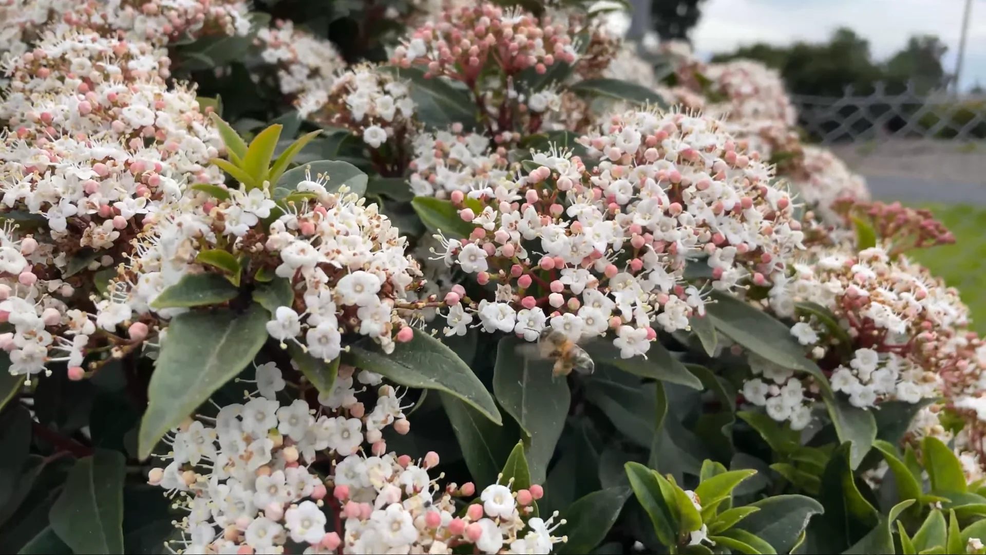 Viorne tin // Laurier tin (Viburnum tinus)